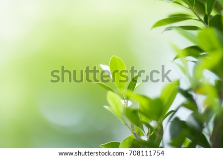 Nature of green leaf in garden at summer. Natural green leaves plants using as spring background cover page environment ecology or greenery wallpaper Royalty-Free Stock Photo #708111754