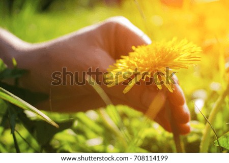The hand is tearing away the dandelion, toned