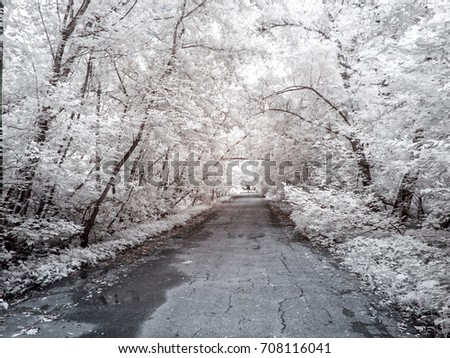 Infrared photography. Summer. Alley in the park