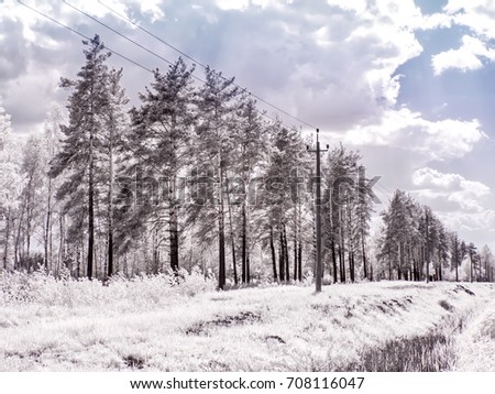 Infrared photography. Trees against the sky. Glade in the forest