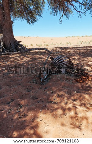 Dead animal in desert 