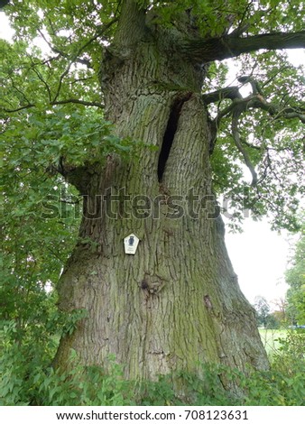 About 200-300 year-old oak, (Quercus) natural monument, length: 7.49 m, height: 23.00 m, in Boek, Mecklenburg-Vorpommern, Germany