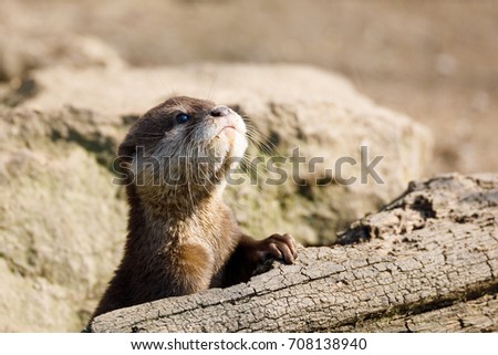 playful baby of river otter, wildlife Czech republic