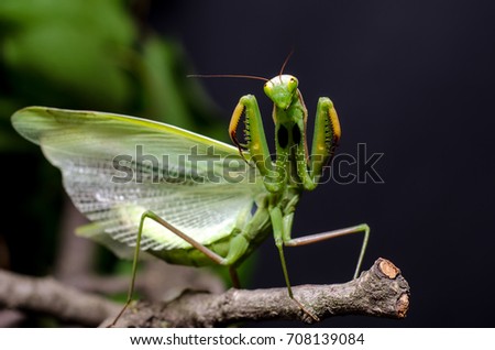 Mantis in Defensive Stance  Royalty-Free Stock Photo #708139084