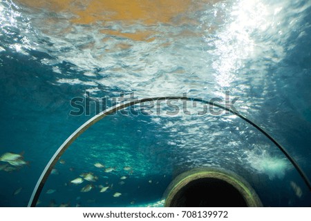 the tunnel of the oceanarium
