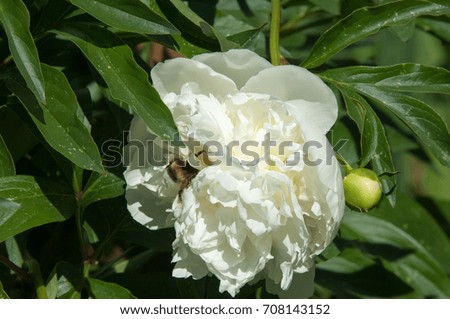 Summer landscape with flowers. Peonies are white. A herbaceous or shrub plant of northern temperate regions, which has long been cultivated for its spectacular flowers.