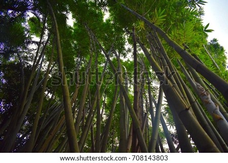 Tall leaning bamboo