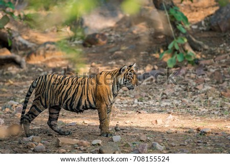 One of Noor Tigress cub in dramatic light, Ranthambore National Park, India