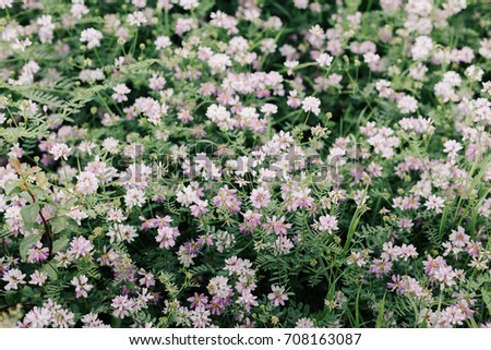 Spring wild flower background. Meadow wildflower. horizontal image