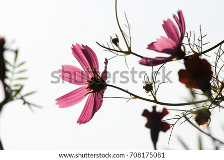 Closeup and Selective Focus of Pink Cosmos Flowers Full Bloom in Nature against White Sky Background.