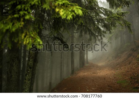 Trail in a dark pine forest on the slopes of the mountain. Carpathians, Europe. Beauty world.