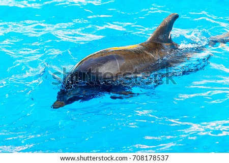 Dolphin catches and eats the fish. Glad beautiful dolphin smiling in blue swimming pool water on clear sunny day. 