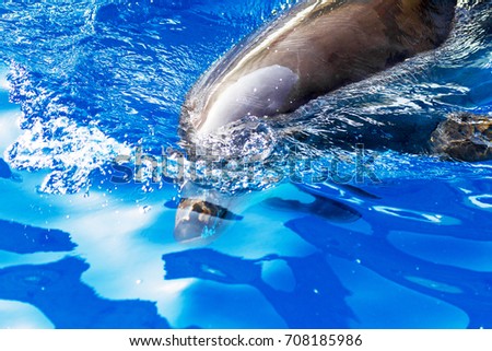 Dolphin catches and eats the fish. Glad beautiful dolphin smiling in blue swimming pool water on clear sunny day. 