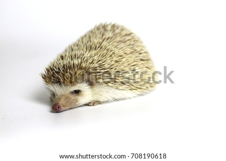Little hedgehog lovely