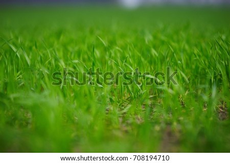 Fresh green grass close up, selective focus