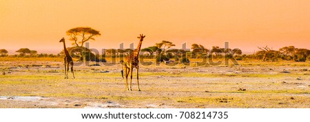 Evening panorama of savanna with giraffes, Amboseli National Park, Kenya, Africa.