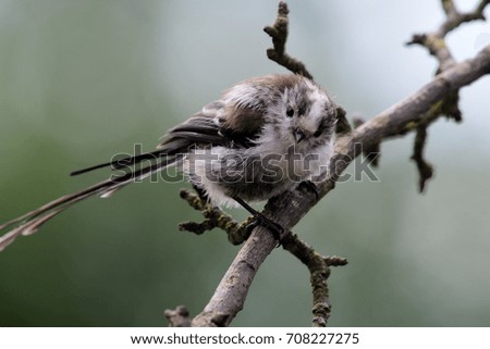 close up of a long tailed tit perched on a branch