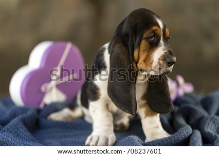 Pretty and gently Basset hound puppy, which is an old three week. A beautiful baseball hound is sitting in a knitted basket.
