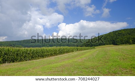 Green agricultural field with sugar beet plants. 