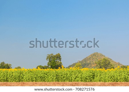 Landscape of natural sunflowers field blooming on blue sky background