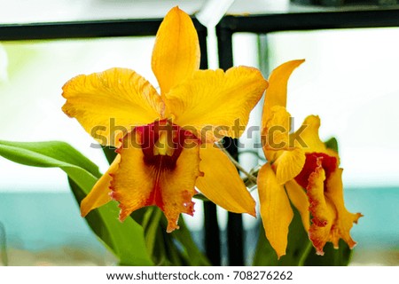 Yellow cattle-ya orchid for stock photos and images