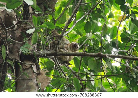 A sloth in Manuel Antonio National Park, Costa Rica