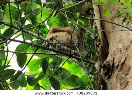 A sloth in Manuel Antonio National Park, Costa Rica