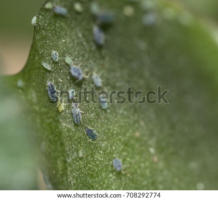 Aphids, plant lice insects and bugs, over a plant leaf and stem, macro