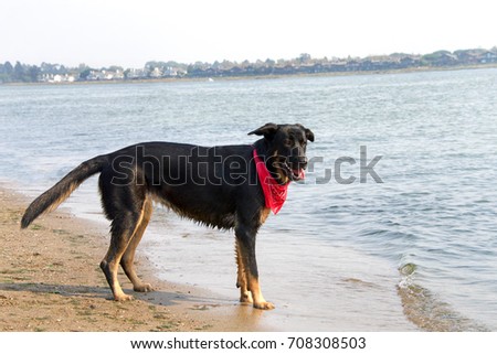 One German Shepherd mix dog on the beach playing in the water on a hot summer day. Wearing a red bandana.