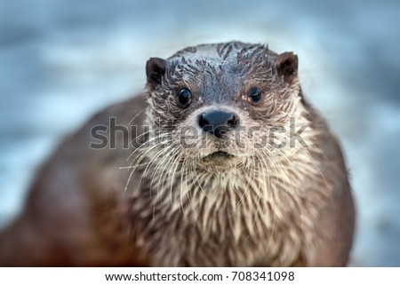 Eurasian Otter. close up portrait Otter lies on the river ice