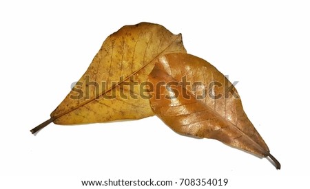 Dry leaf isolated on white background. ( photo intended : contrast)