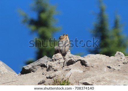 Golden mantled ground squirrel in Crater Lake National Park