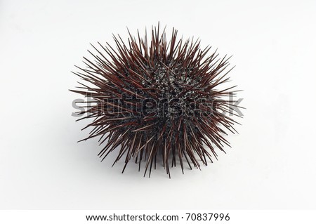 Urchin macro photography, Close up at white back-round Royalty-Free Stock Photo #70837996