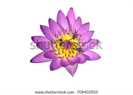 isolate purple water lily flower with many bees on white  with clipping path