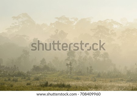 view of tree in morning mist at Khao Yai National Park,Thailand
