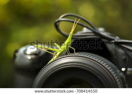 Macro photography of grasshopper is standing on the camera. (With selective focus and warm sunlight effect)