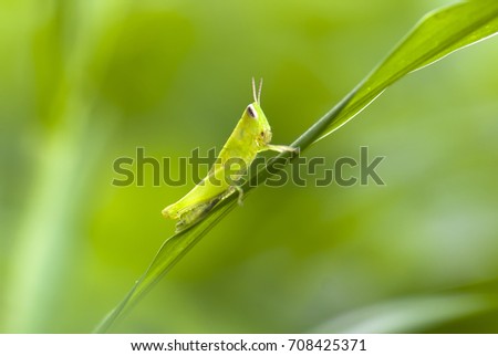 Macro photography of grasshopper in standing on the grass. (With selective focus) 
