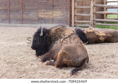 relaxed bison lying in the ground