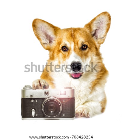 dog and camera on a white background