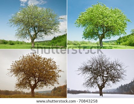 alone tree in for season Royalty-Free Stock Photo #70843258
