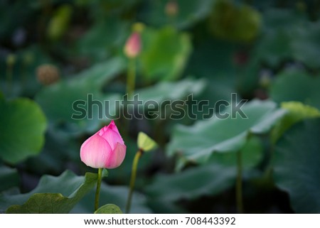 Beauty fresh pink lotus bud or blooming isolated in pond. Colorful of lotus, leaf and sunlight on background, Peace scene in countryside of Vietnam. Royalty high quality free stock image.