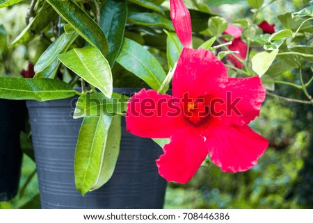 Red flower in garden.