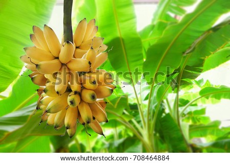 Bunch of  banana, banana tree background Royalty-Free Stock Photo #708464884