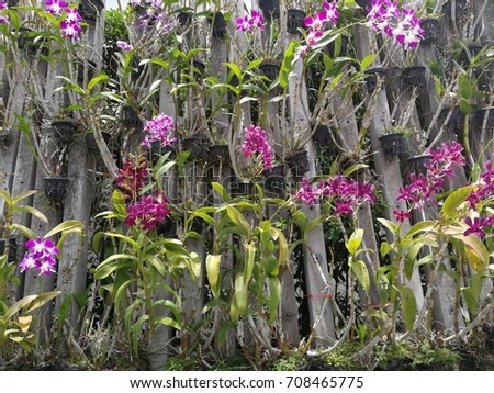 Multicolored orchids on wood panel background