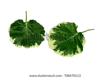 green leaves and white isolated on white background