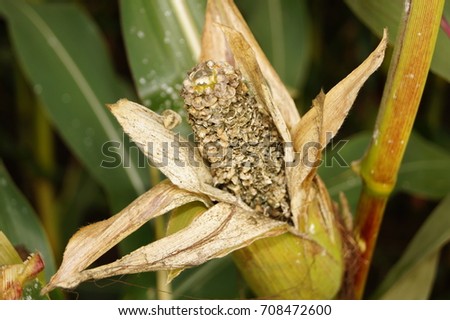 Corn disease Royalty-Free Stock Photo #708472600