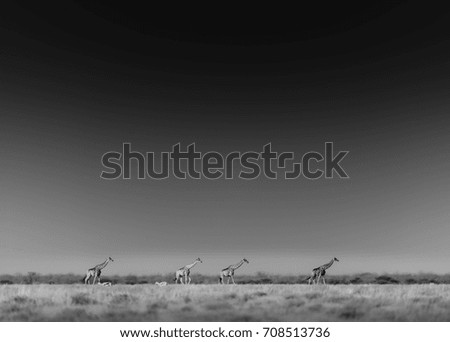 Giraffes walking in Etosha National Park, Namibia