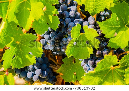 Bunch of grapes and vine leaves