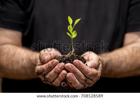 Young plant on soil in a hand of an farmer. Royalty-Free Stock Photo #708528589