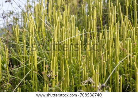 Lycopodium clavatum (stag's-horn clubmoss, running clubmoss, or ground pine) Royalty-Free Stock Photo #708536740